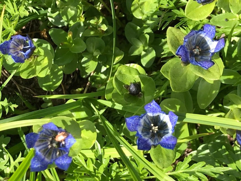 UNADJUSTEDNONRAW_thumb_2635